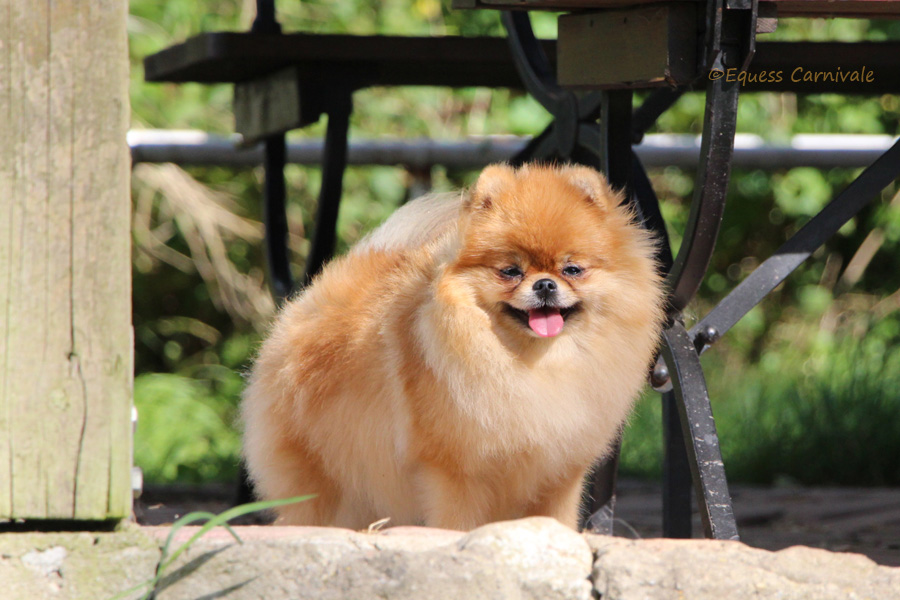 zadowolony pomeranian