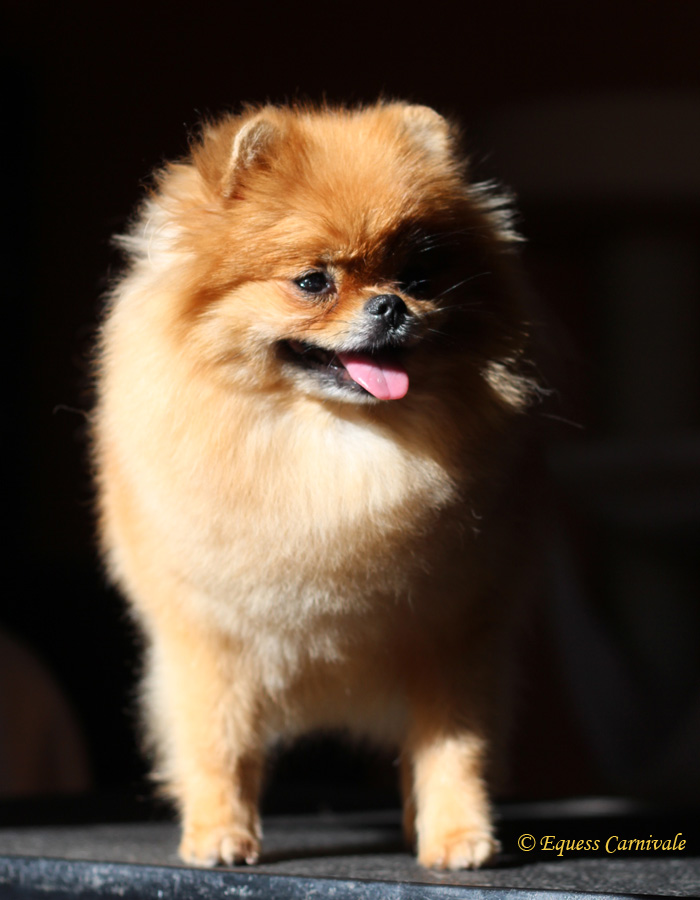 pomeranian kennels