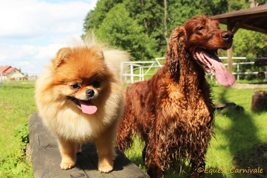 pomeranian i seter irlandzki