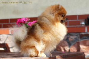 pomeranian-brigitte3