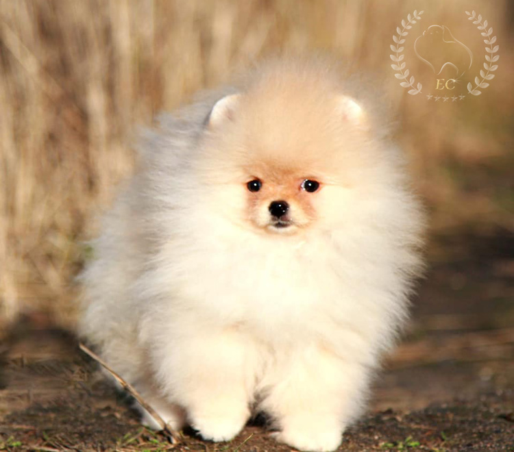 pomeranian-pilora4