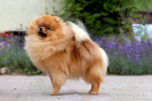 pomeranian-aksamitka1