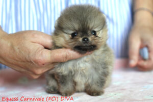 pomeranian-diva4