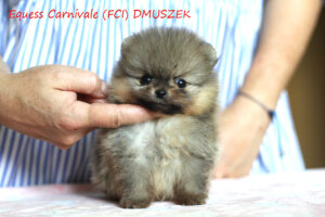 pomeranian-dmuszek4