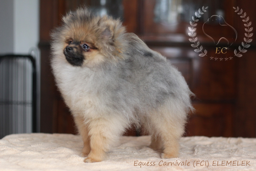 pomeranian-elem1