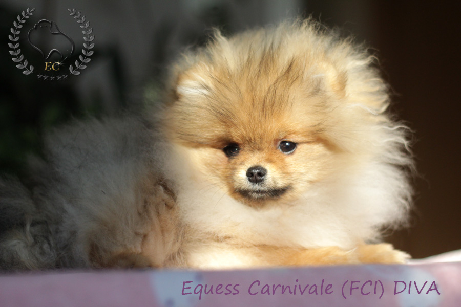 pomeranian-diva